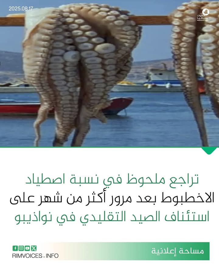 تراجع ملحوظ في نسبة اصطياد الاخطبوط بعد مرور أكثر من شهر على استئناف نشاط الصيد التقليدي في نواذيبو